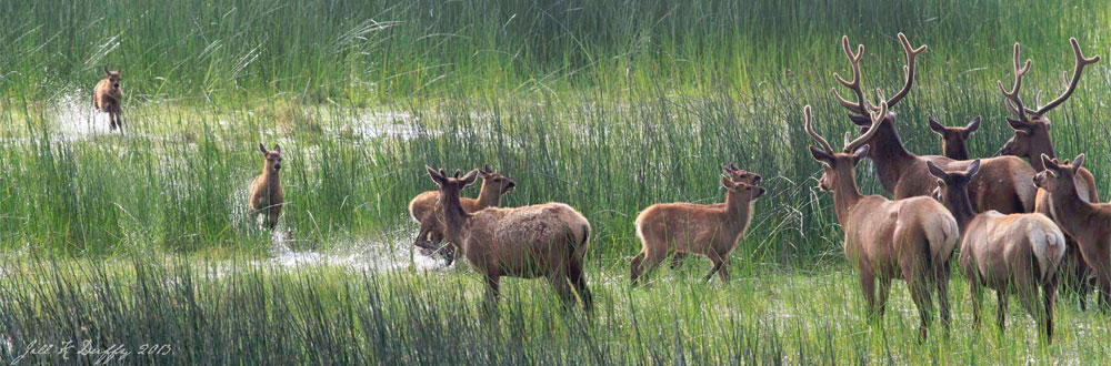Roosevelt Elk in Humboldt Lagoons State Park